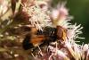 Volucella pellucens